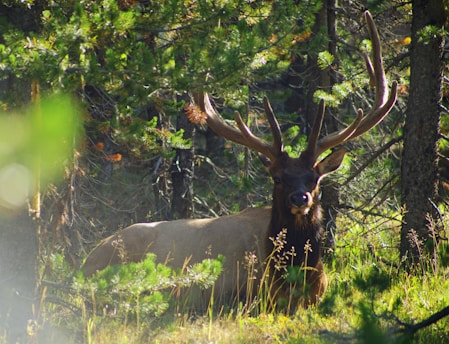 Best Big Game Decoys (Electronic): Motion Decoys vs. Sound Decoys