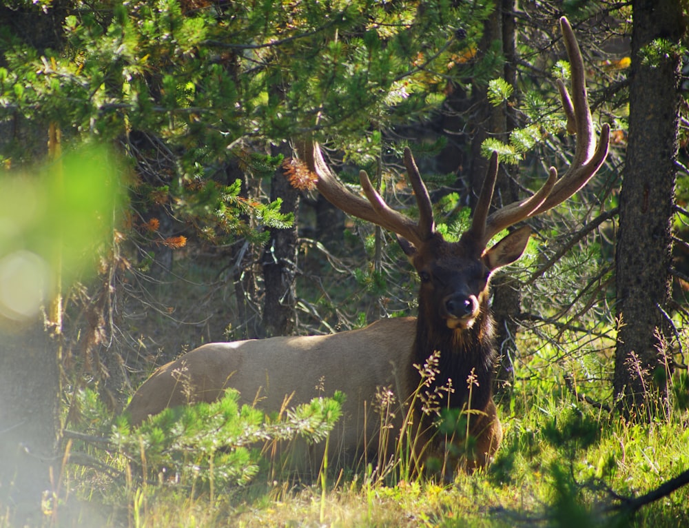 brown deer on green grass during daytime