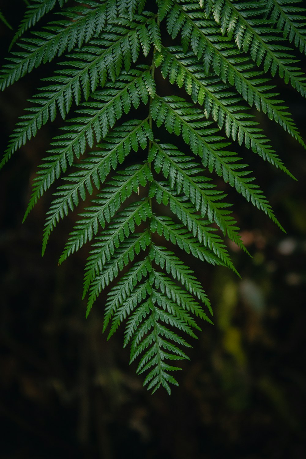 green fern plant in close up photography