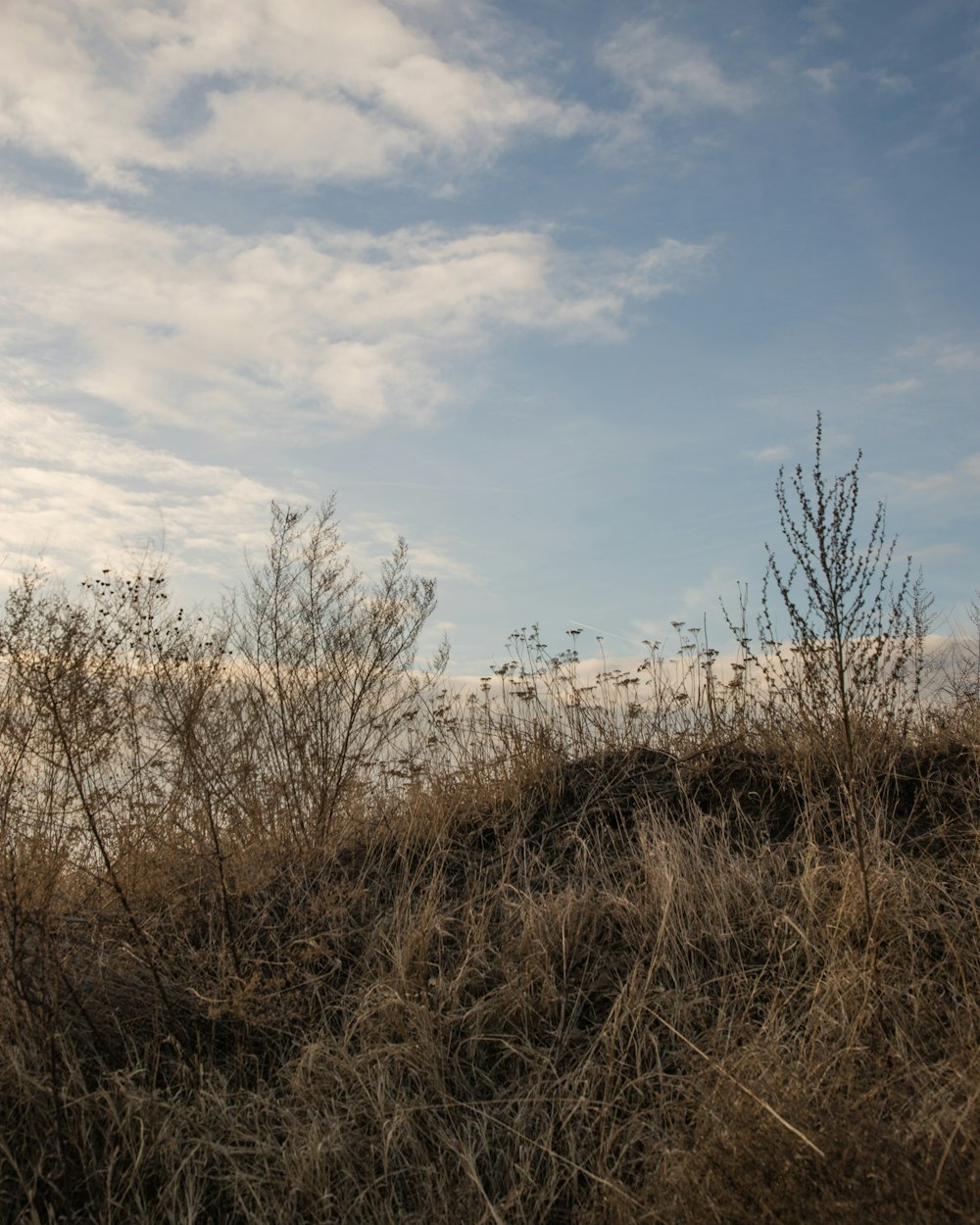 brown grass field under blue sky during daytime