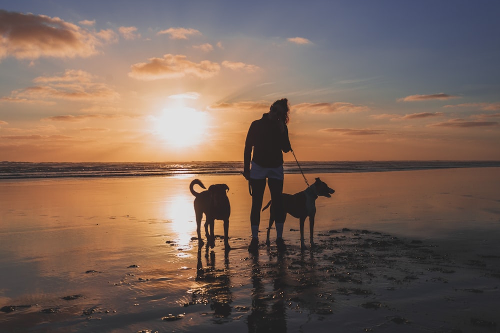 femme en veste noire et chien brun sur la plage au coucher du soleil