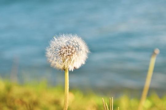 white dandelion in close up photography in Maribor Slovenia