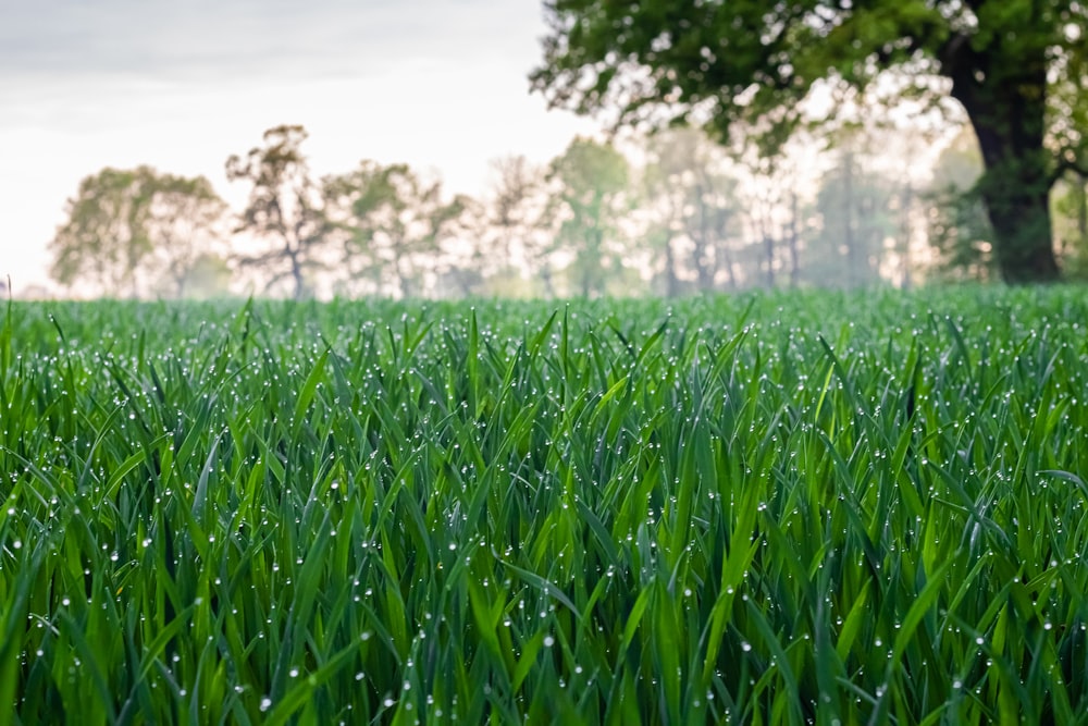 green grass field during daytime