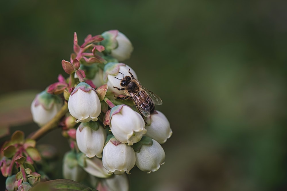 braune und schwarze Biene auf weißer Blume