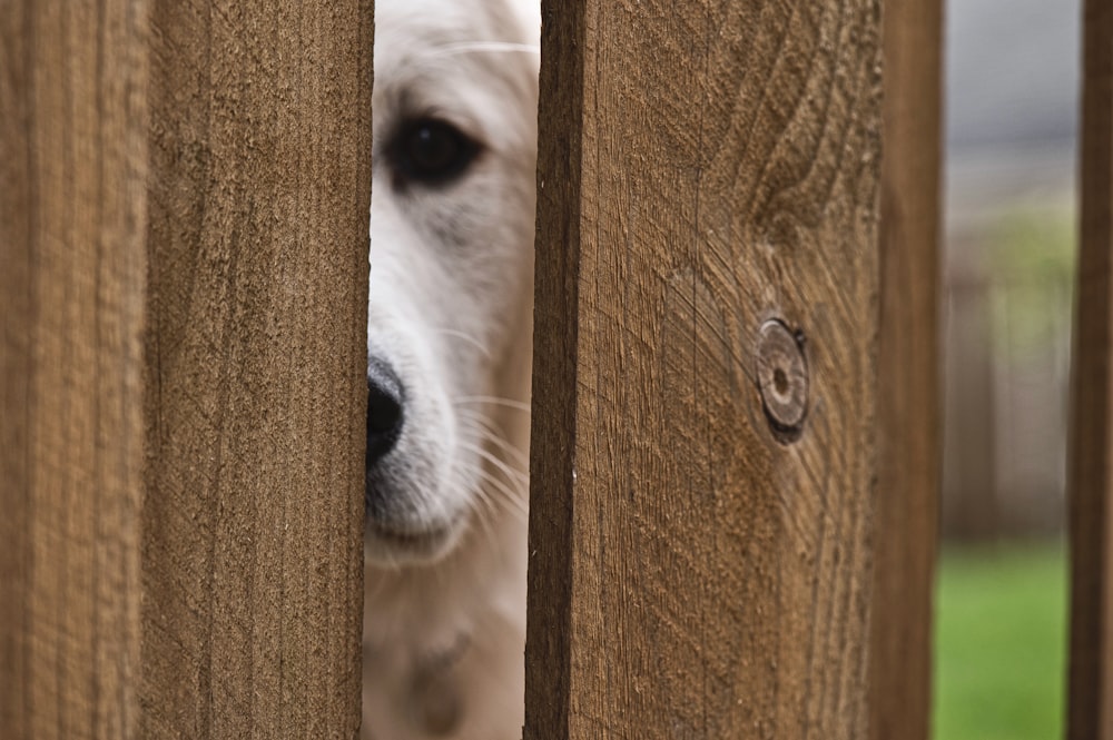 white long coated dog on brown wooden door