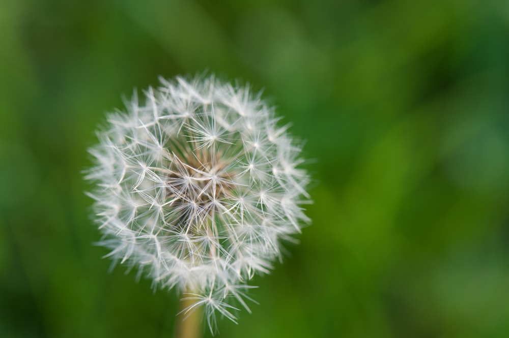 white dandelion in close up photography