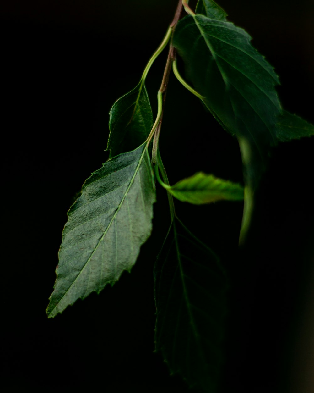 green leaf in black background