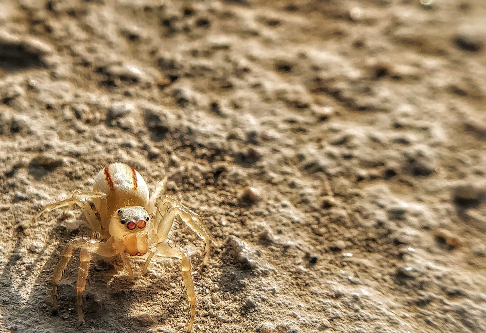 brown and white spider on brown soil