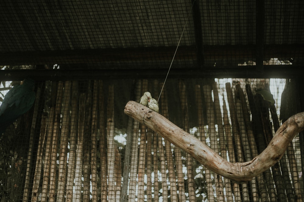 brown wooden tree branch with string lights