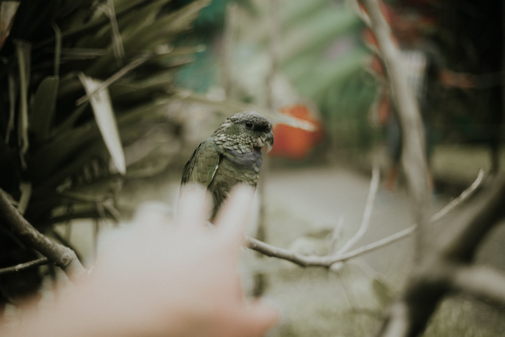 green and black bird on brown tree branch