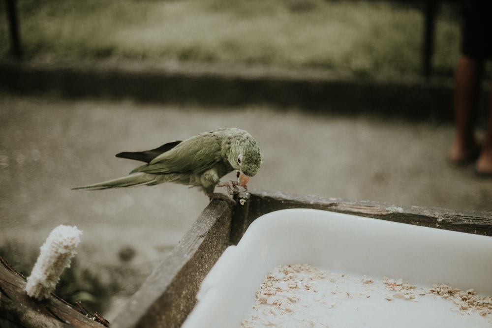 green bird on white ceramic sink