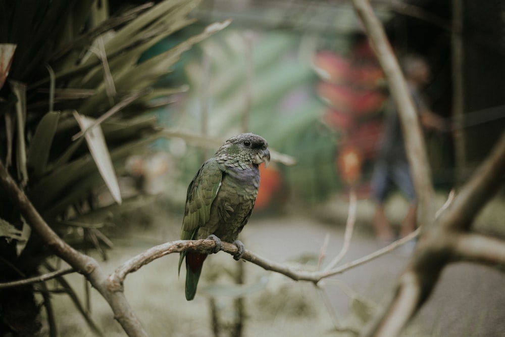 green bird on brown tree branch during daytime