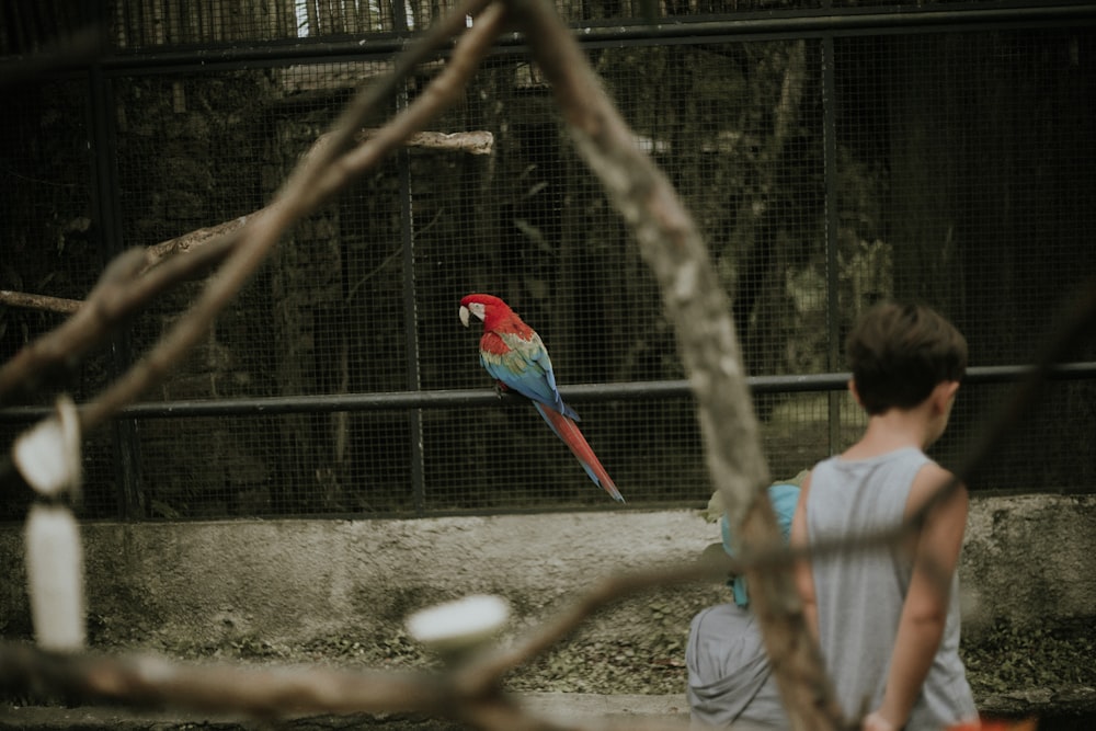 red blue and green parrot on brown tree branch