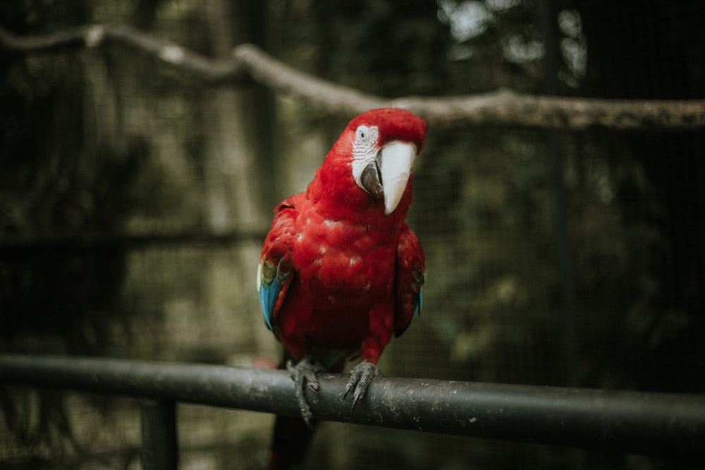 red and blue parrot on brown wooden branch