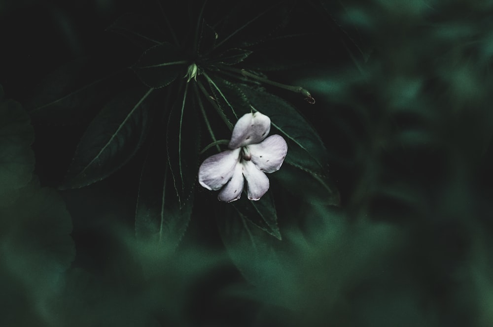 white flower in tilt shift lens