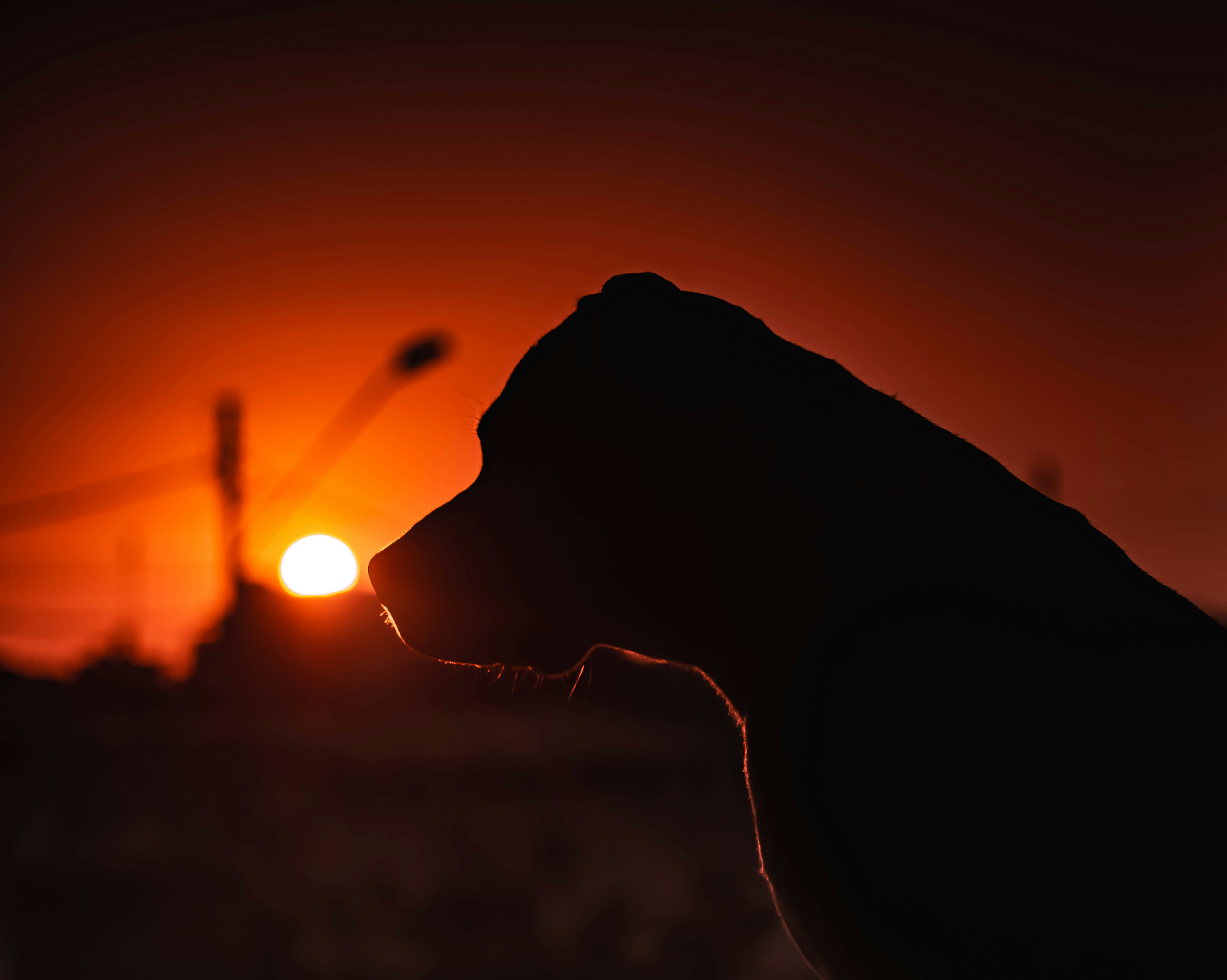 Ціна Dogecoin може зрости до історичних максимумів, якщо вона подолає цей рівень опору.