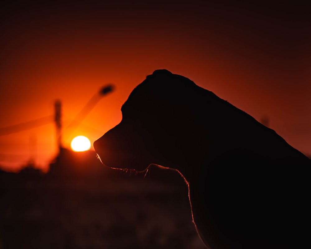 Silhouette de chien au coucher du soleil photo – Photo Éclater Gratuite sur  Unsplash