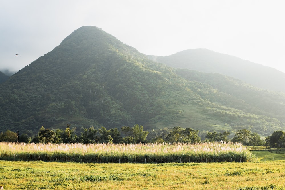 green grass field near green mountain during daytime