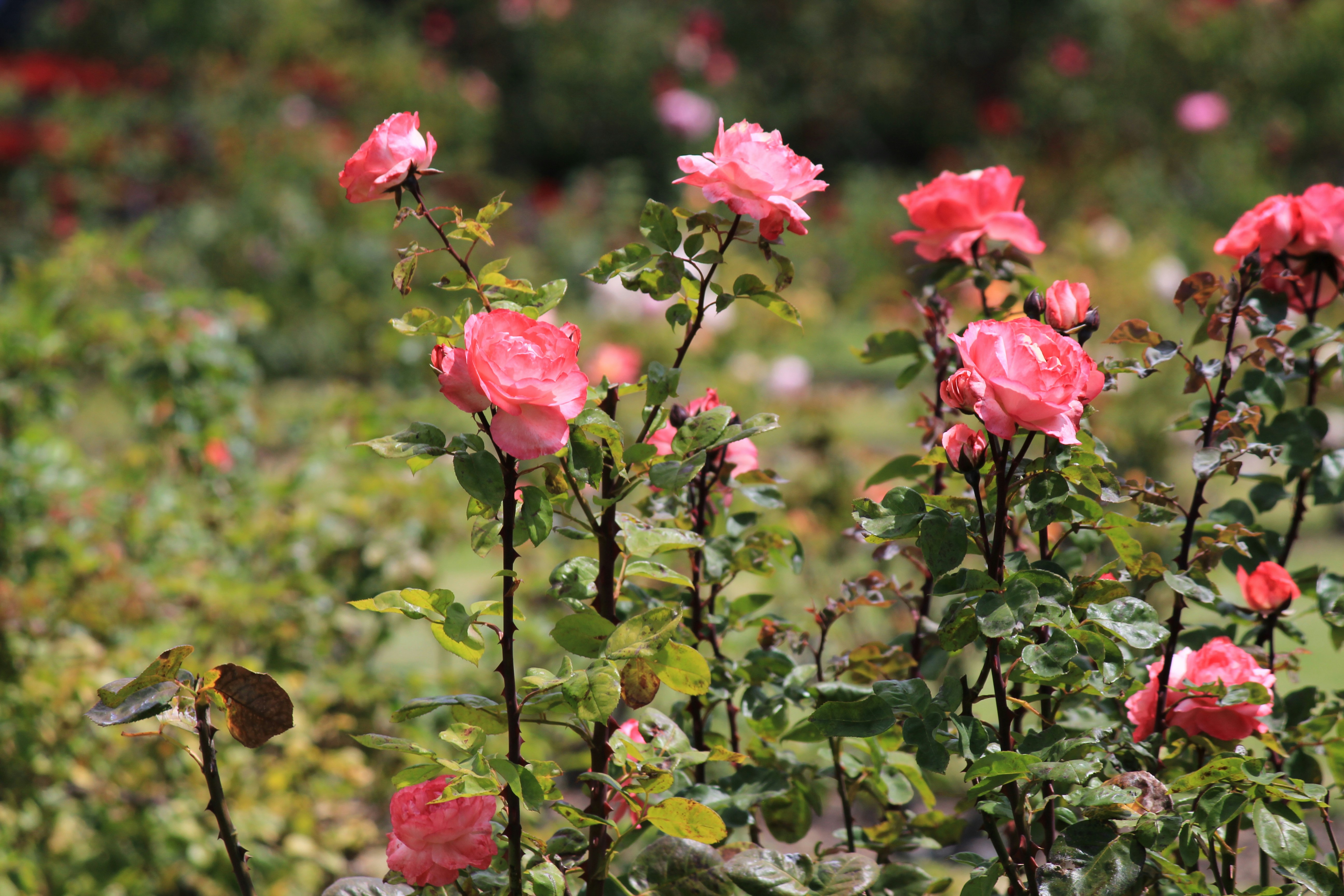 Photo by heartstyle176