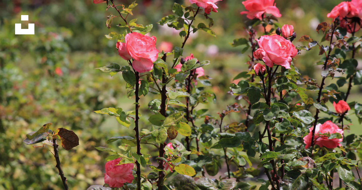 Rosa rosada en flor durante el día foto – Imagen de Tauranga gratuita ...