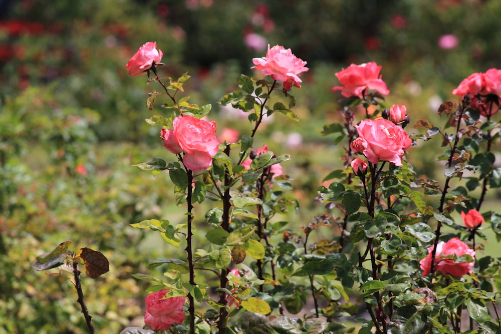 rosa in fiore durante il giorno