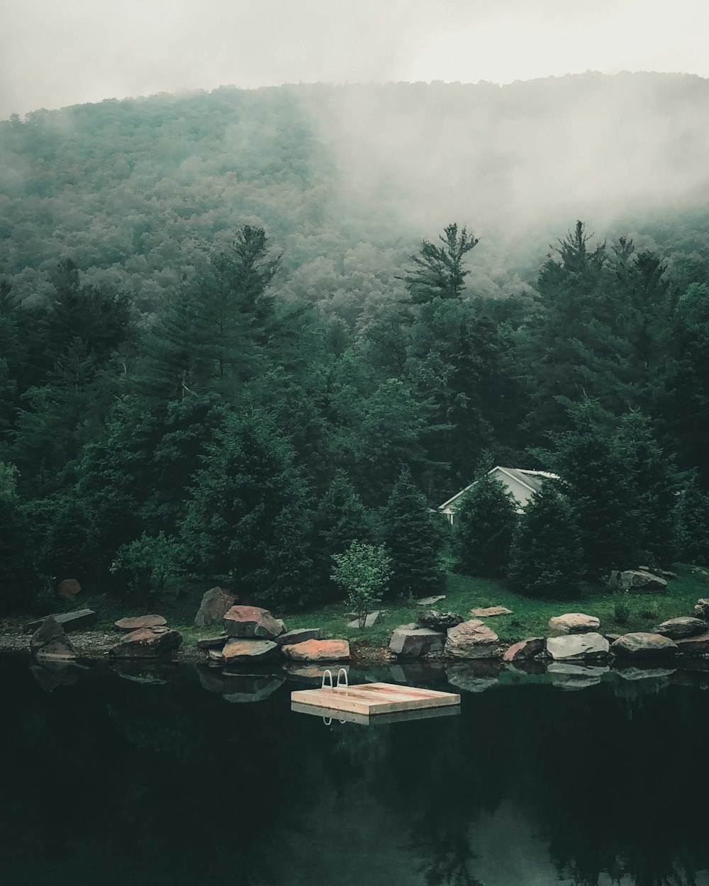 green trees near body of water during daytime