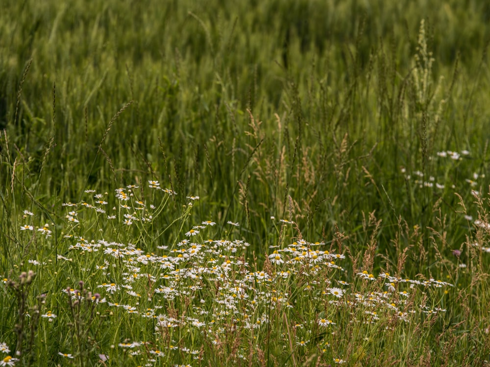 green grass field during daytime