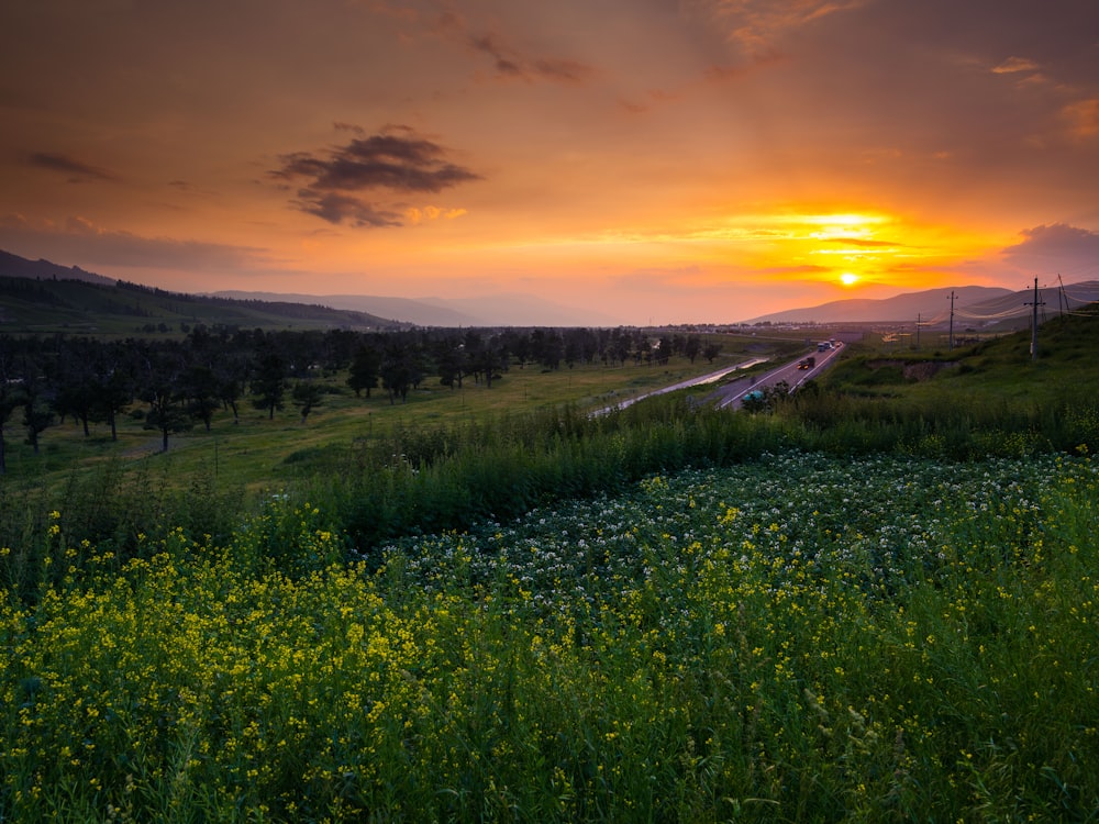 green grass field during sunset