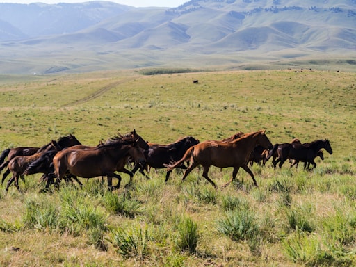 brown horses on green grass field during daytime