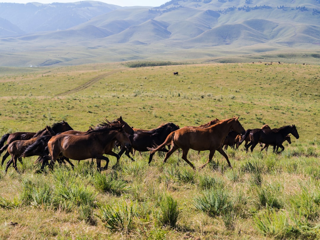 brown horses on green grass field during daytime