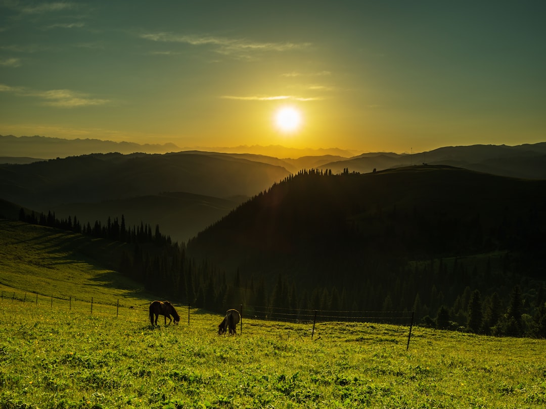 horses on green grass field during sunset