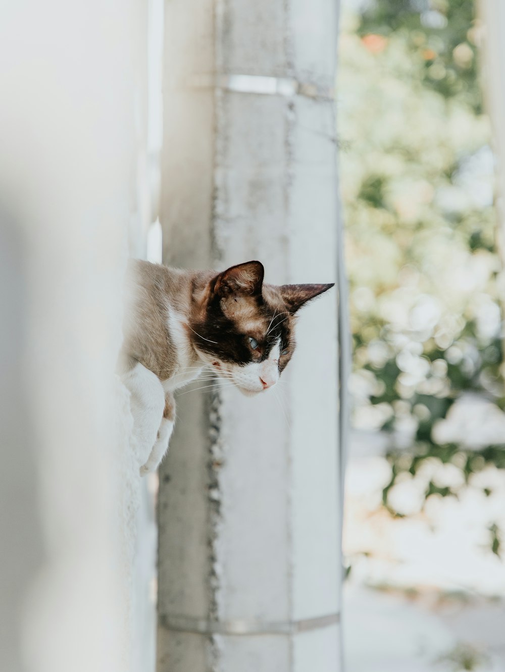 a cat that is standing on a ledge