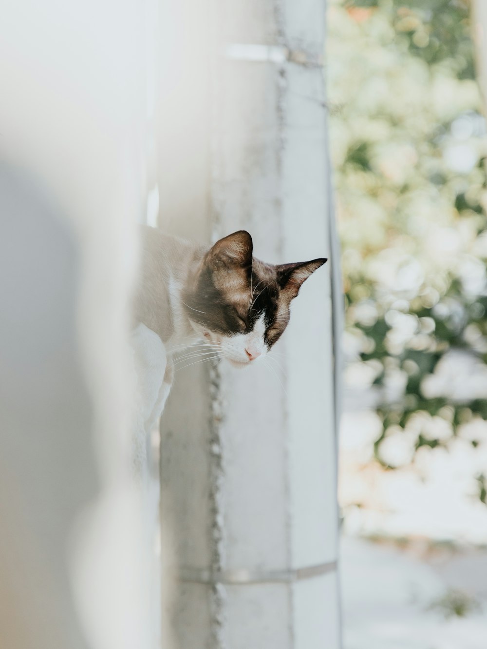 white and brown cat on white window curtain