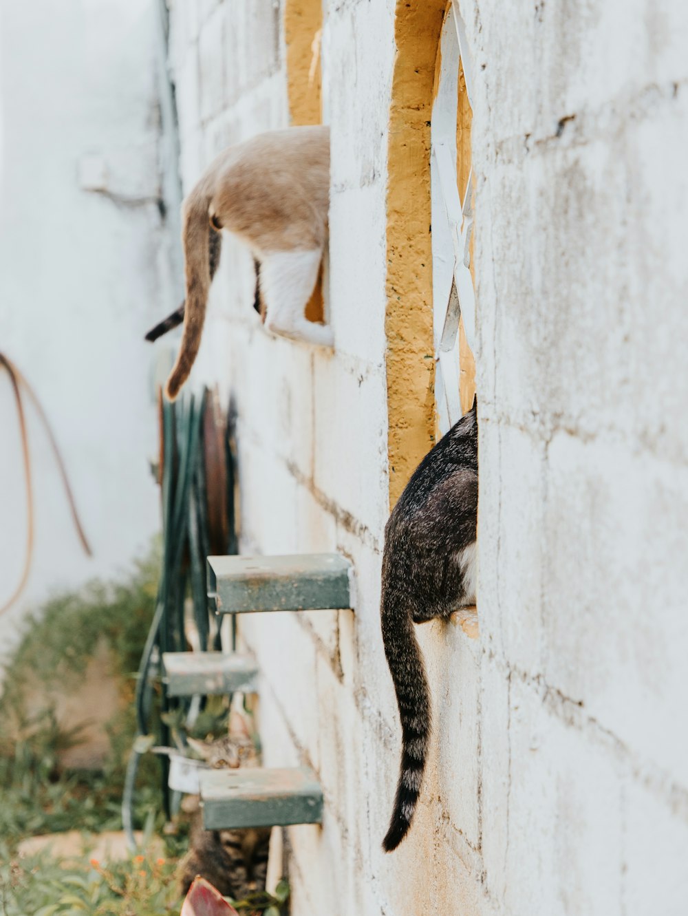 gato marrom e preto na cerca de madeira branca durante o dia