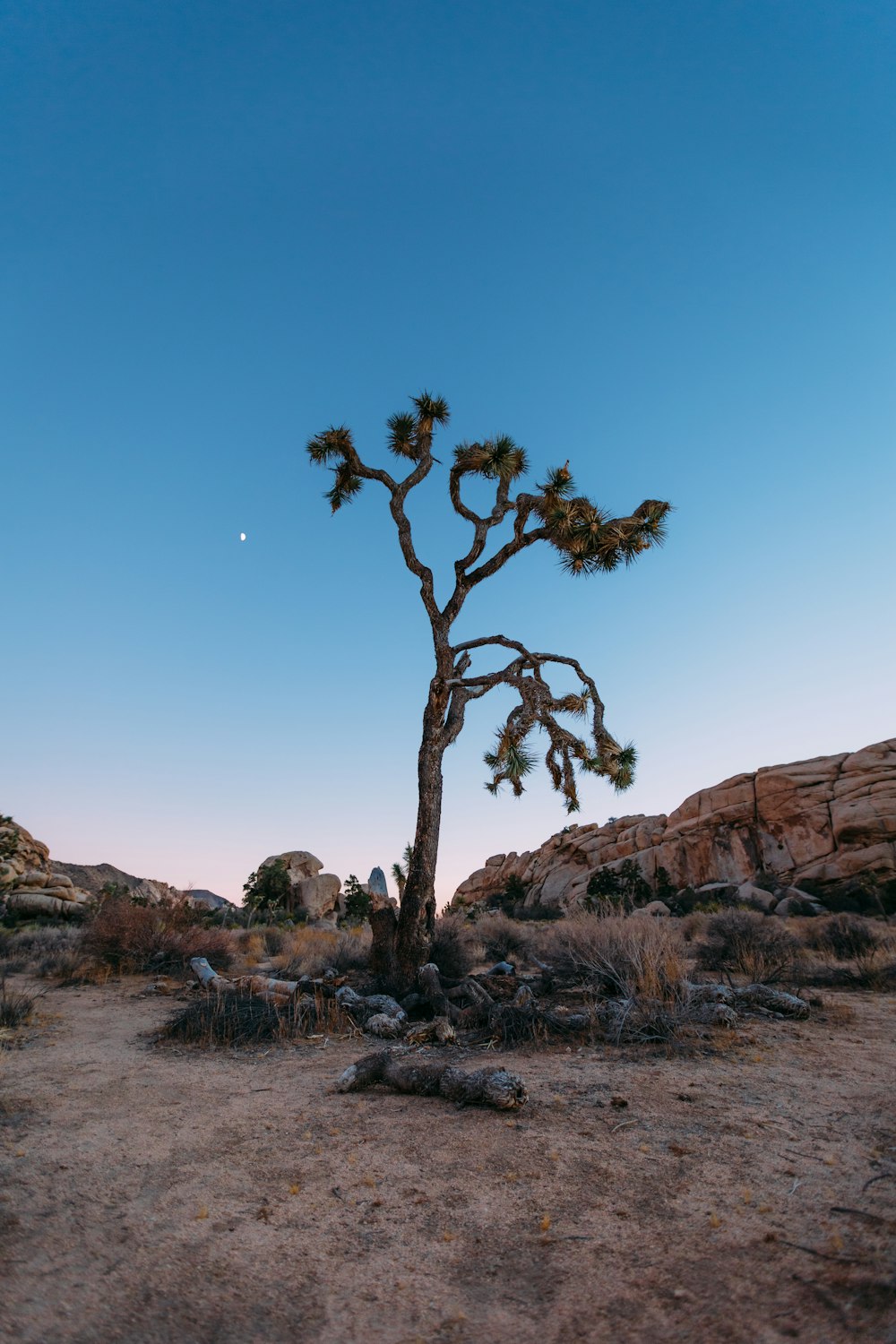 brown and green trees on brown rocky mountain under blue sky during daytime