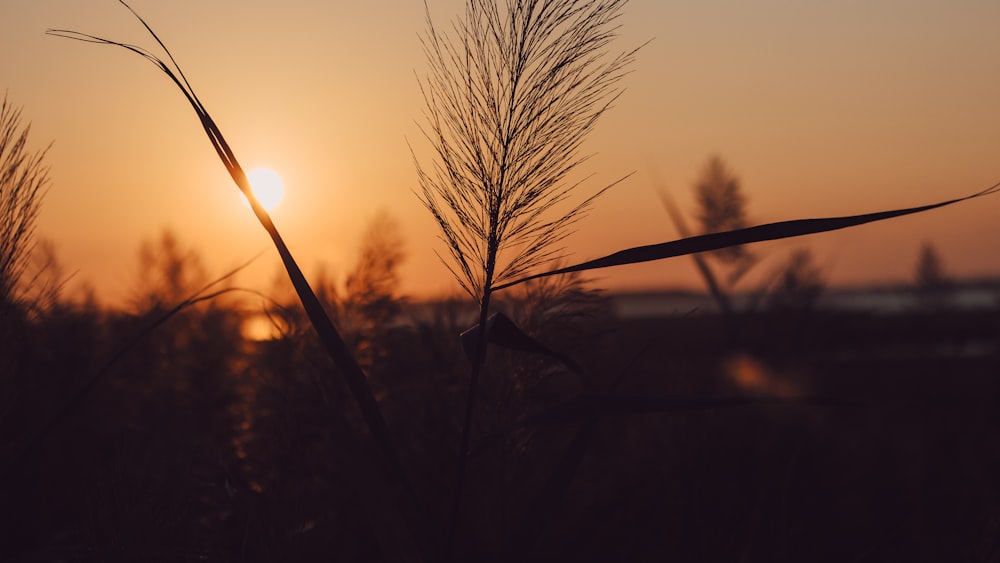 silhouette of grass during sunset