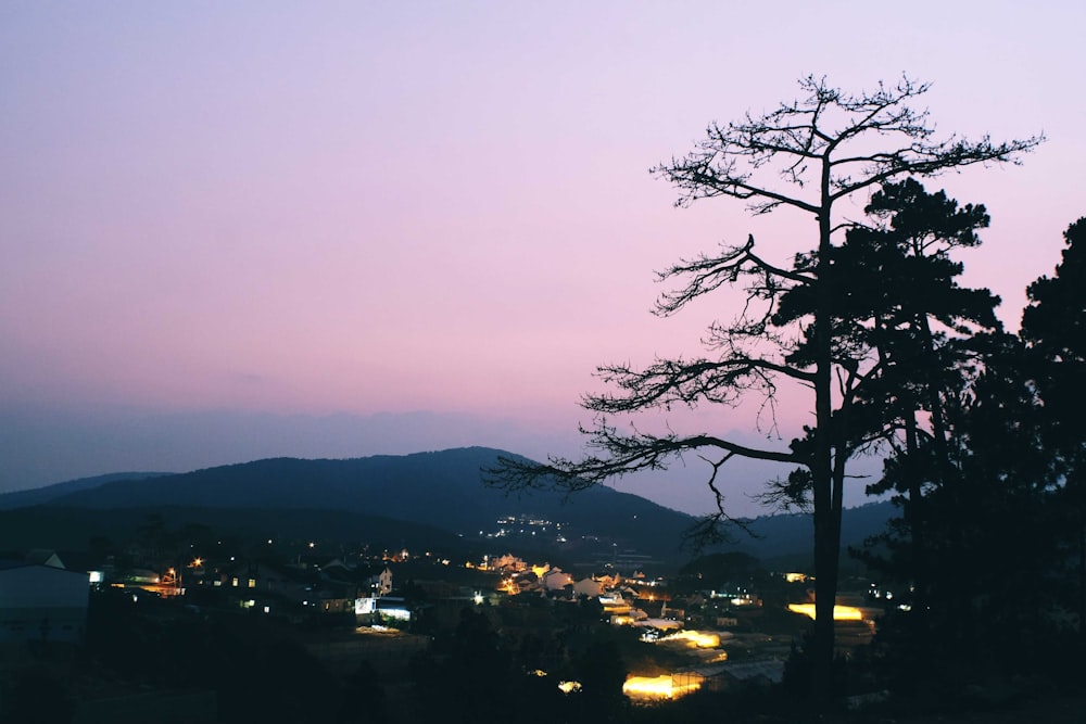 silhouette of bare tree during sunset