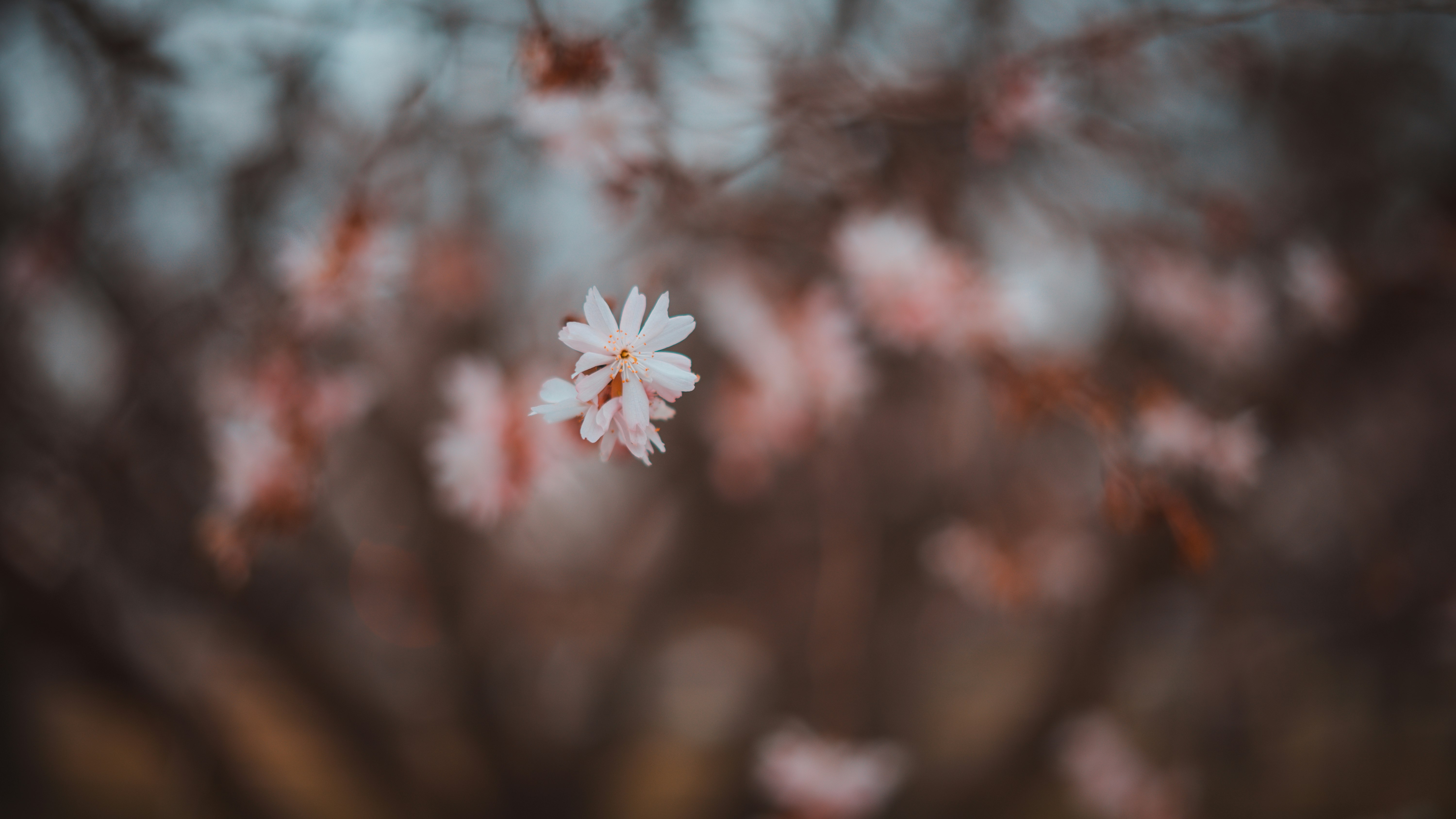 white and pink flower in tilt shift lens