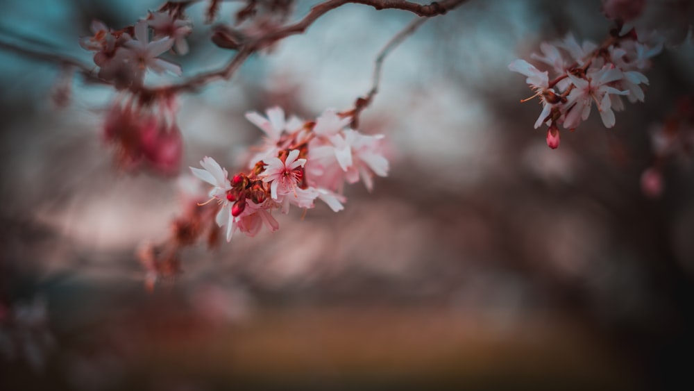 pink cherry blossom in close up photography