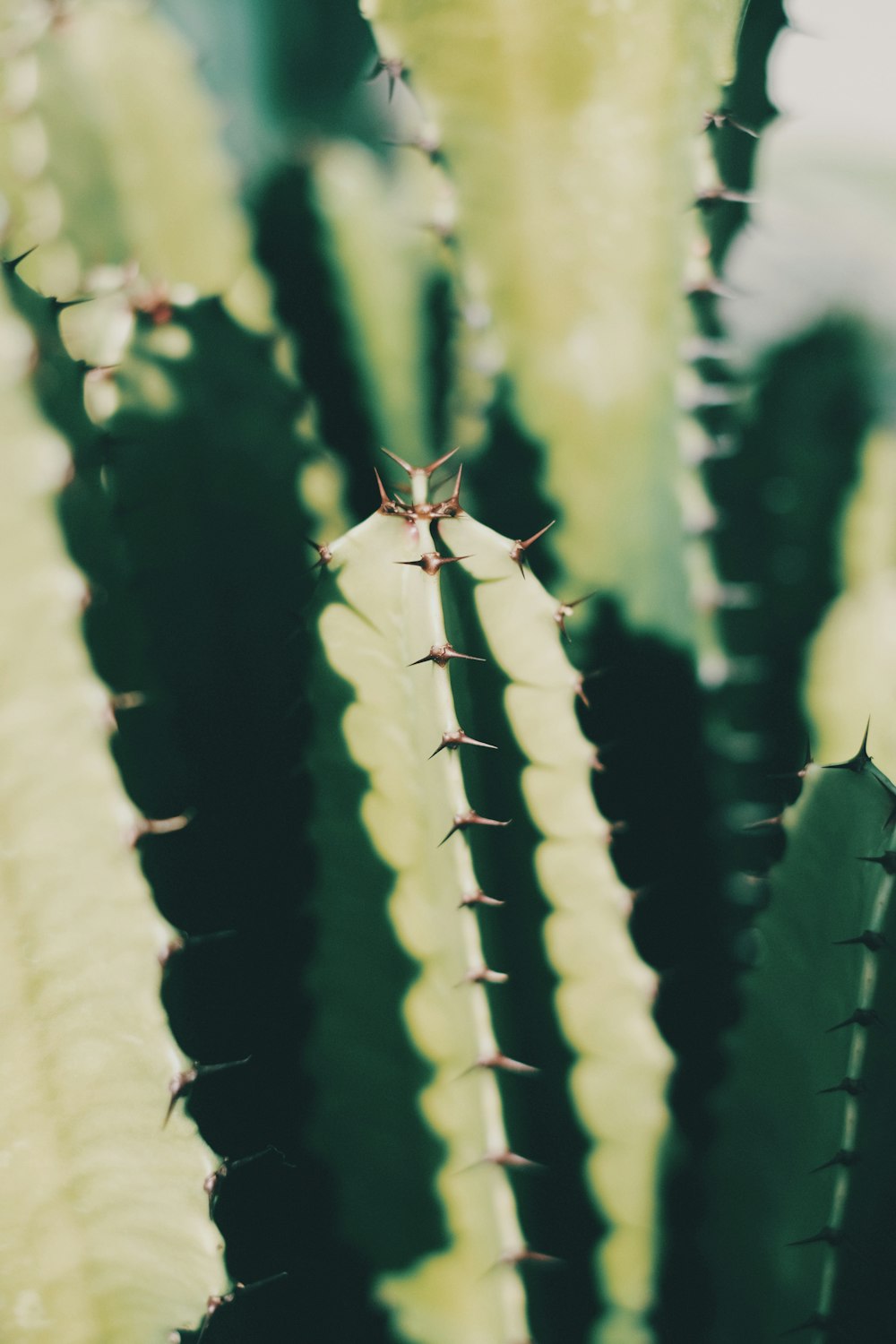 green cactus in close up photography