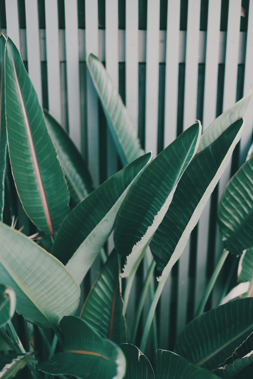 green leaf plant near white wooden fence