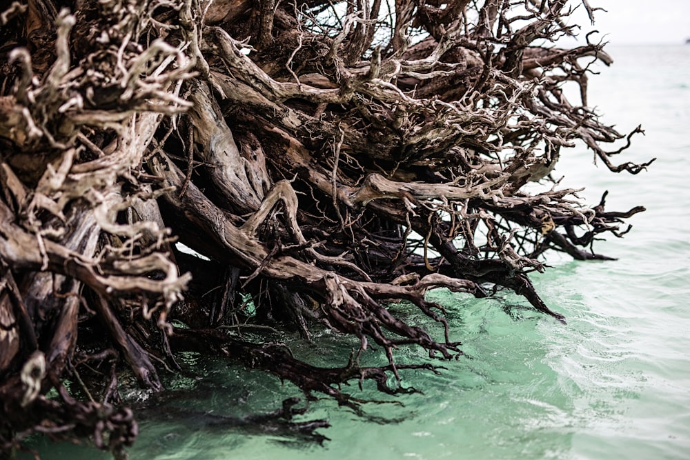 brown tree branches on water