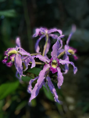 Delicate orchids in full bloom with dewdrops, highlighting their intricate petals.