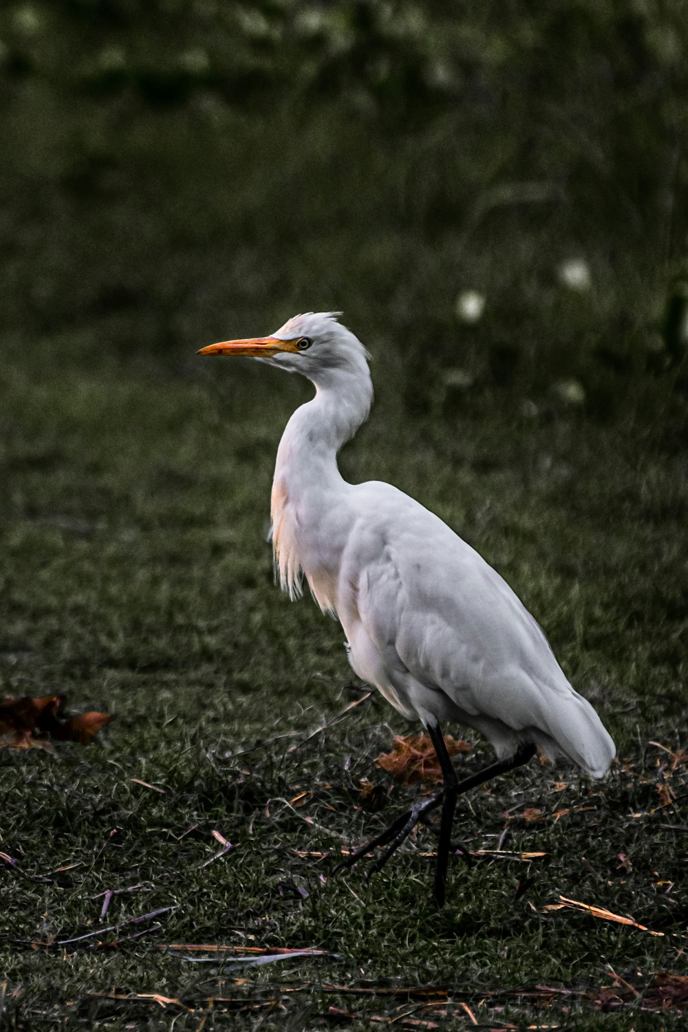 white bird on brown soil