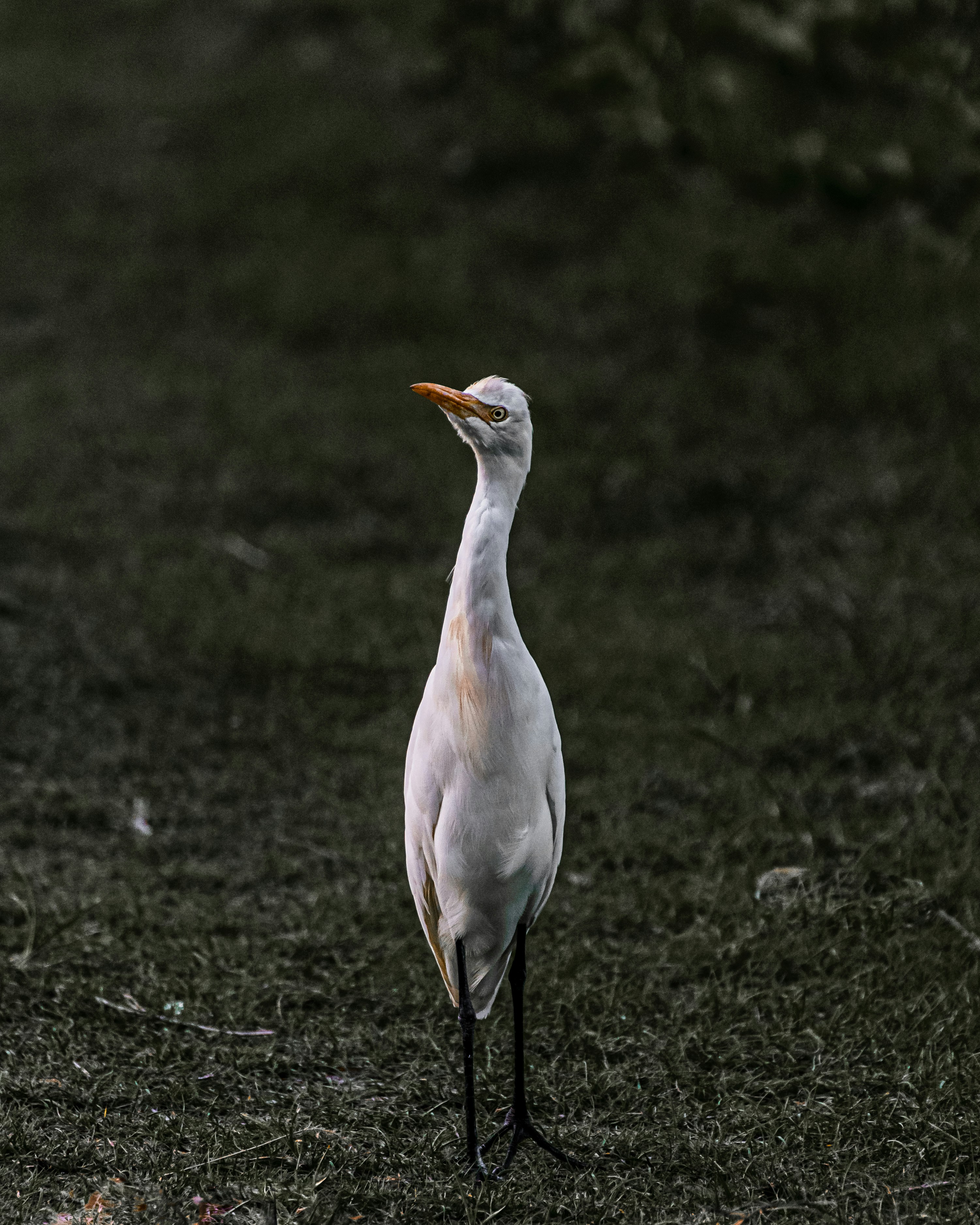 Photo by javardh