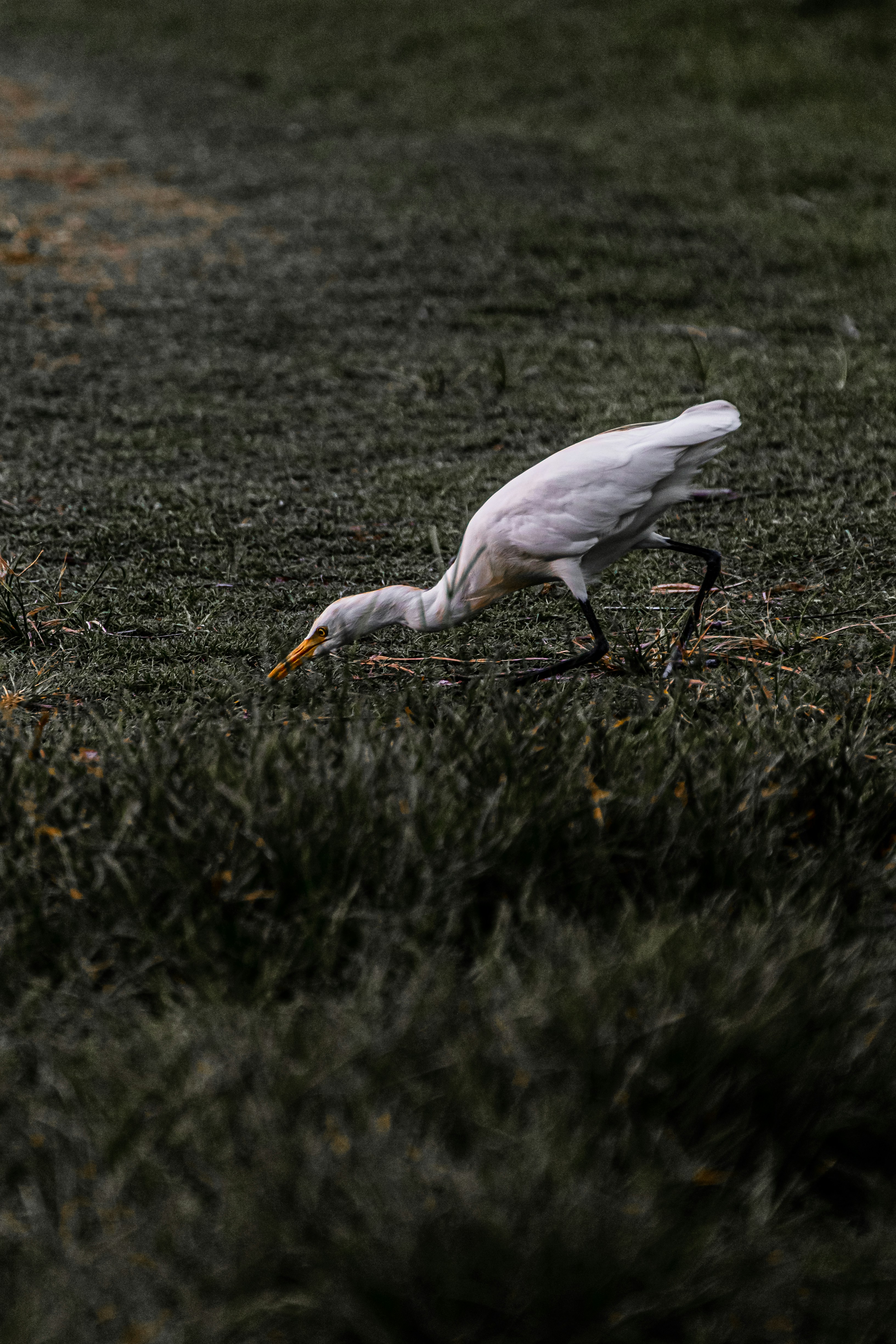 white bird on green grass during daytime