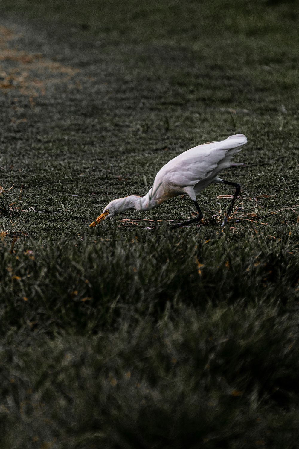 white bird on green grass during daytime