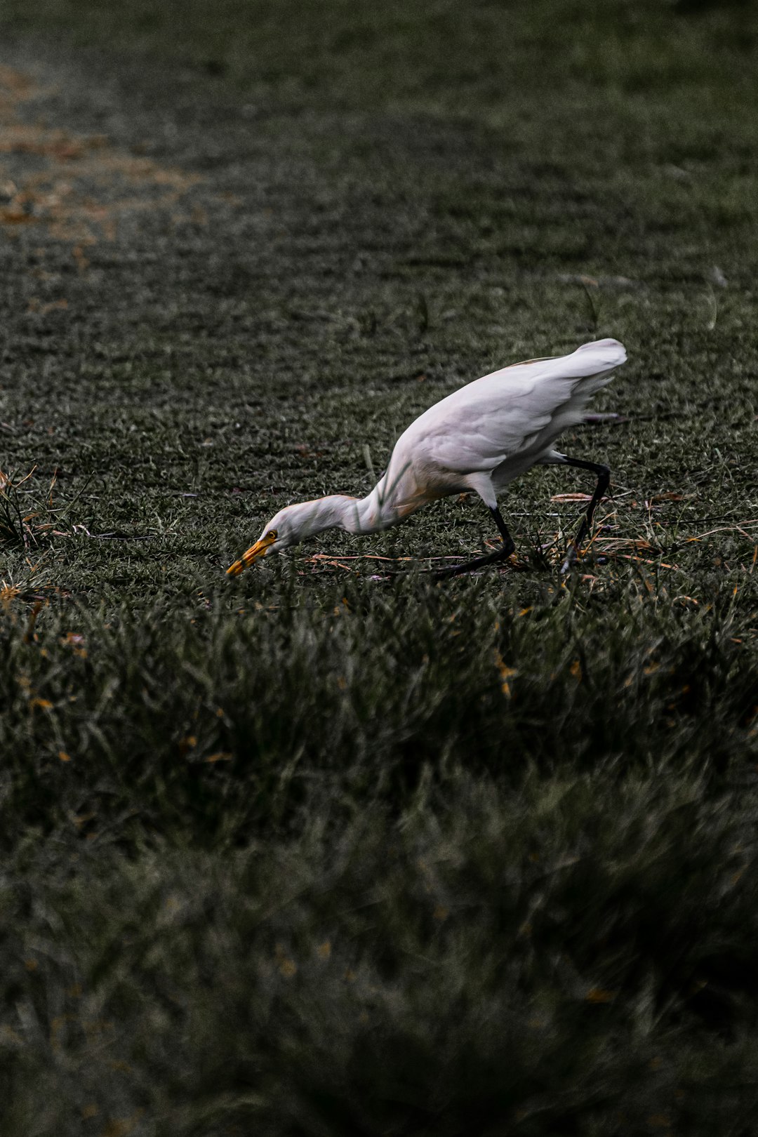 white bird on green grass during daytime