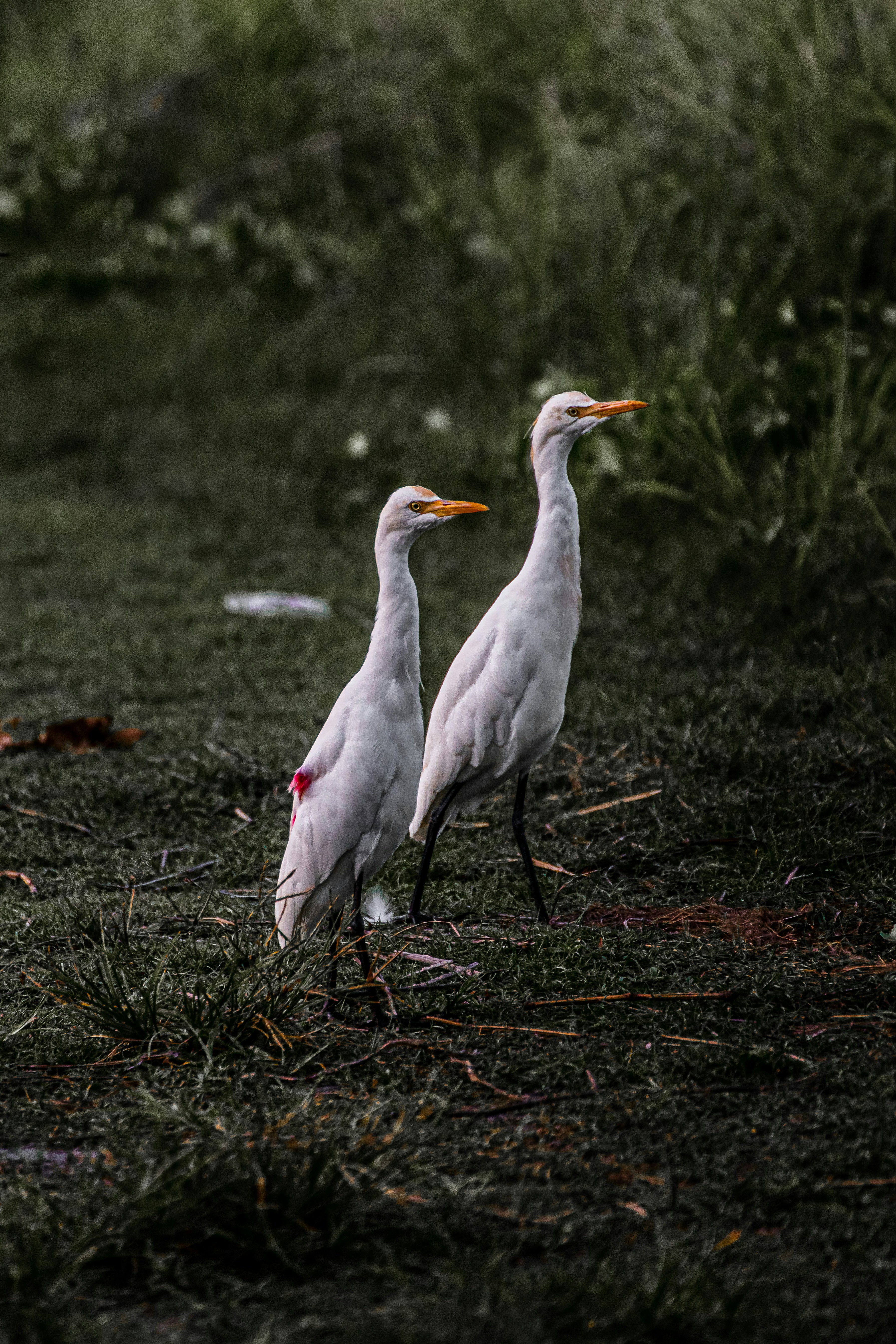 white bird on brown grass during daytime