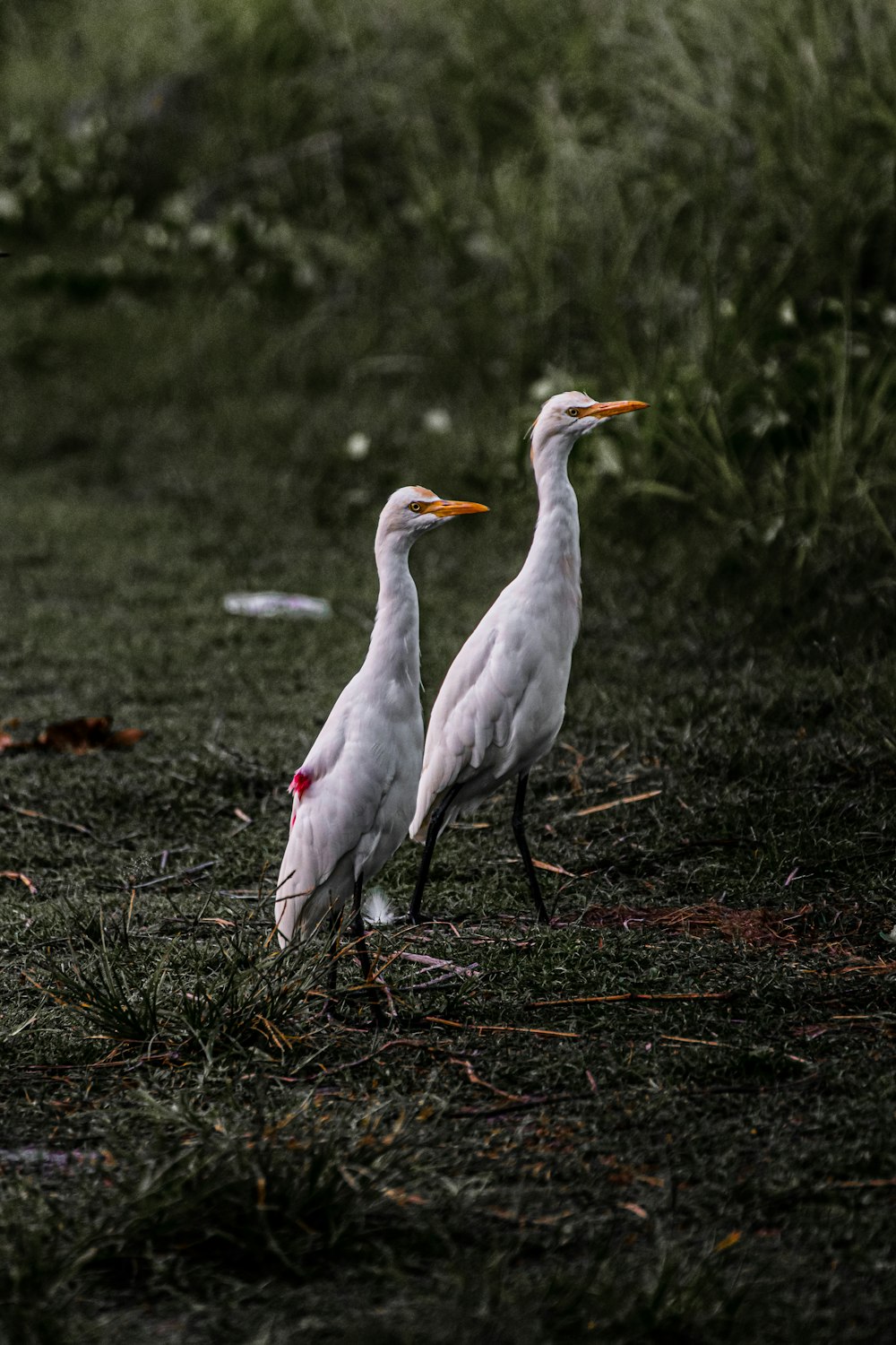 white bird on brown grass during daytime